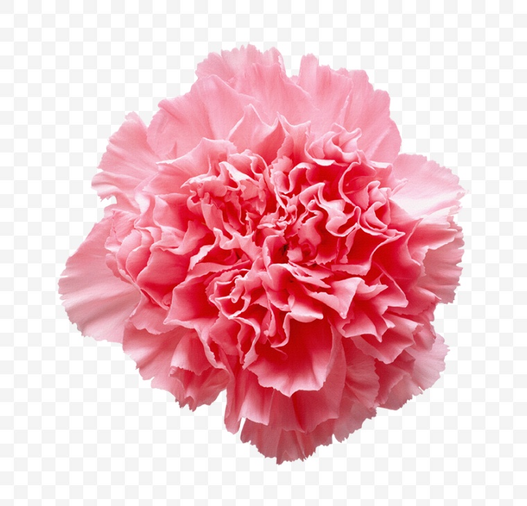 康乃馨 花 粉色的花 母亲节 38女王节 38妇女节 感恩节 