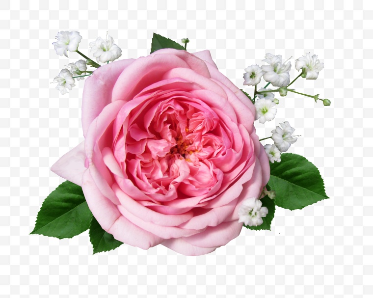 粉色玫瑰花 粉玫瑰 玫瑰花 玫瑰 花 情人节 爱情 浪漫 七夕情人节 