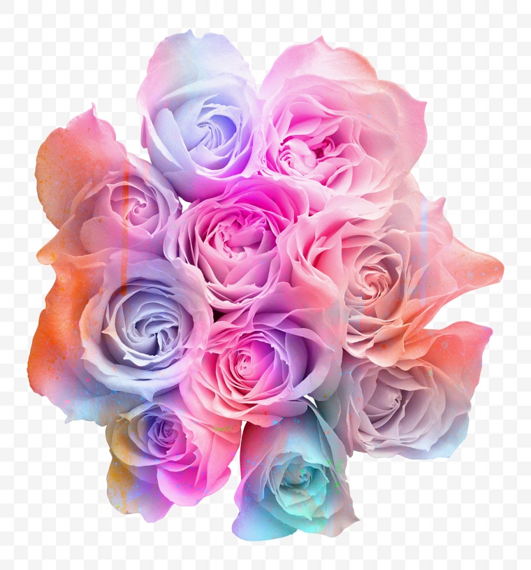 彩色玫瑰花 玫瑰花 彩色的花 花 情人节 爱情 浪漫 