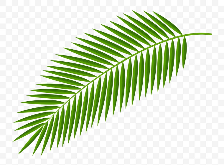 绿色 绿色叶子 植物叶子 春天 春季 夏天 夏季 春 下 夏天树叶 春天树叶 椰树椰子 