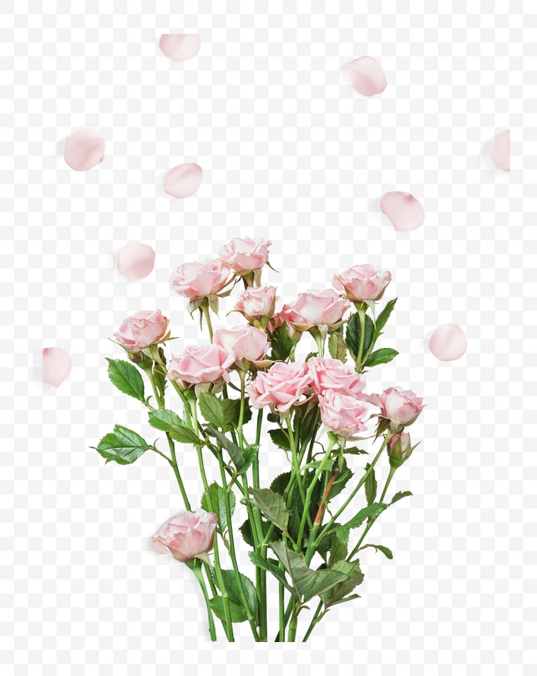 粉色玫瑰花 玫瑰花 粉色玫瑰 花 情人节 浪漫 爱情 