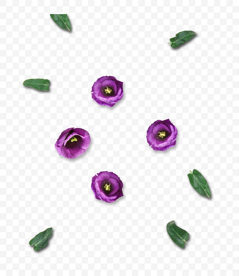 紫色的花 花 唯美 