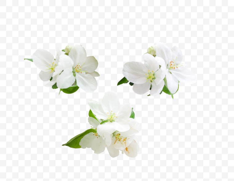 白色的花 花 小清新 白花 