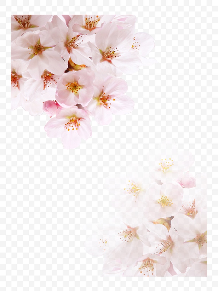 桃花 粉色桃花 春天 春季 