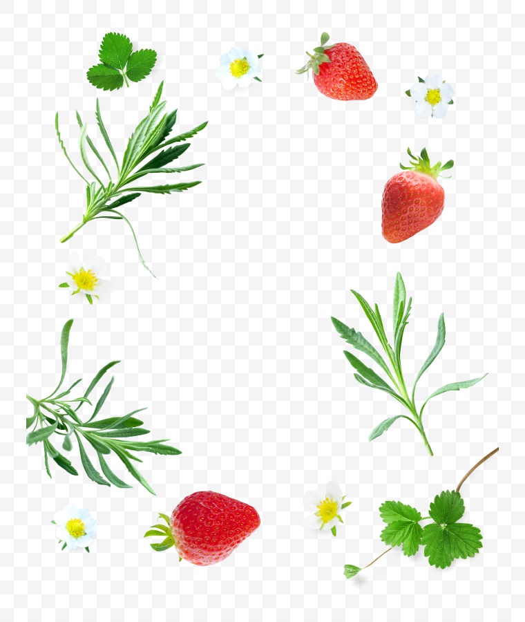 草莓 水果 草莓叶子 