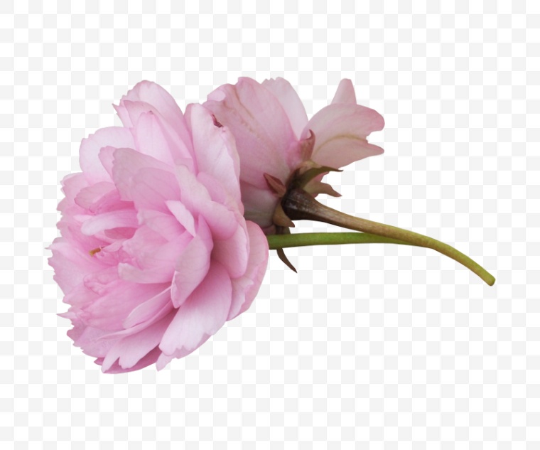 牡丹花 古典 古色古香 花 牡丹 粉色的花 