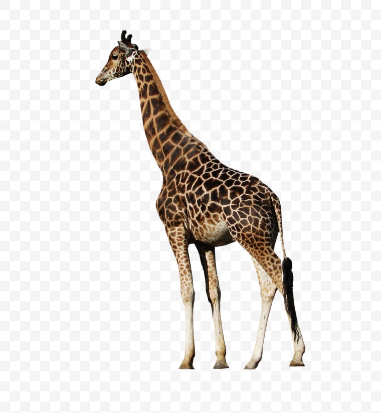 长颈鹿 动物 动物园 野生动物 