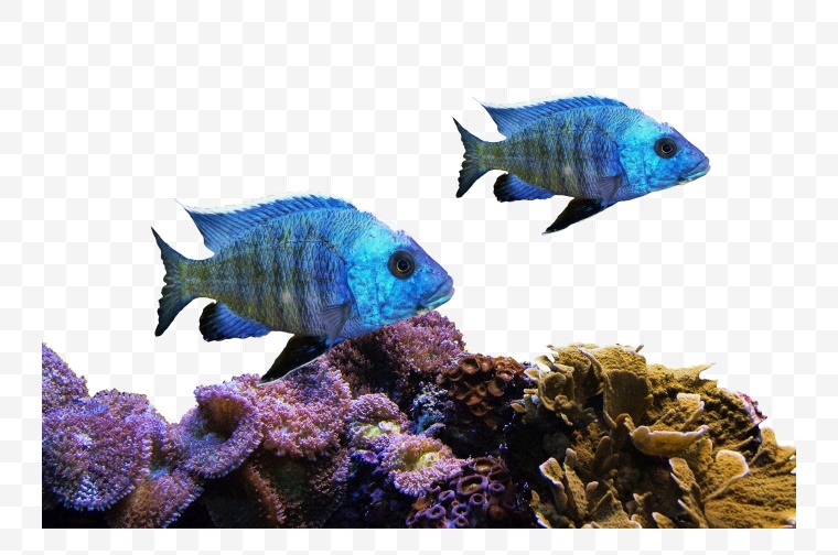 鱼群 鱼 一群鱼 海底 海里的鱼 