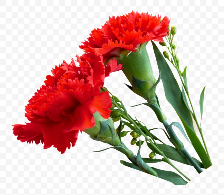 康乃馨花 康乃馨 花 母亲节 温馨 红色的花 红色康乃馨花 