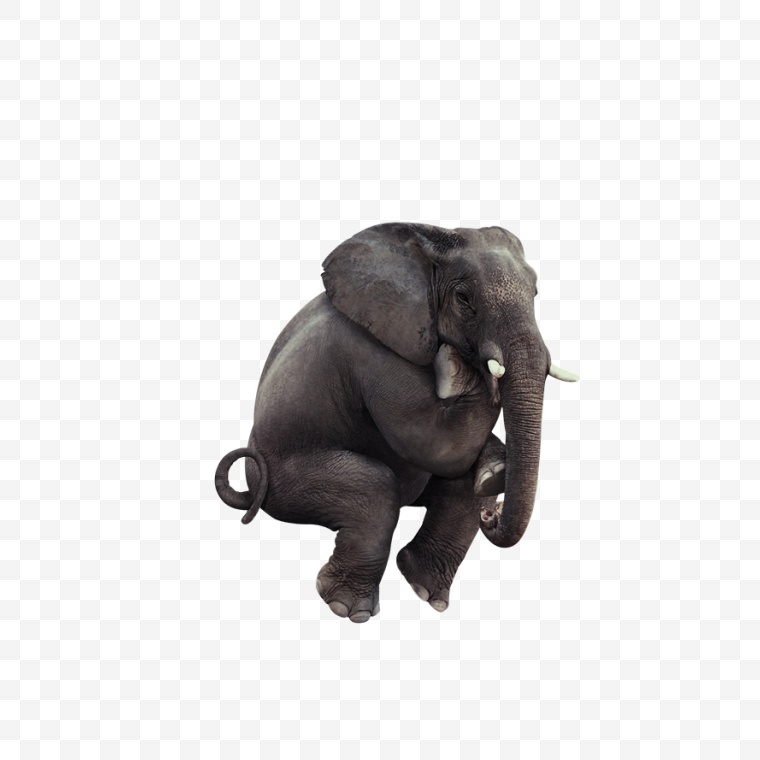 思考的大象 大象 象 动物 