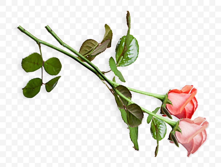 玫瑰花 花 粉色玫瑰花 情人节 爱情 浪漫 七夕情人节 