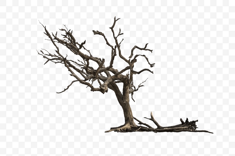 干枯树枝 干枯的树 树枝 枯树枝 