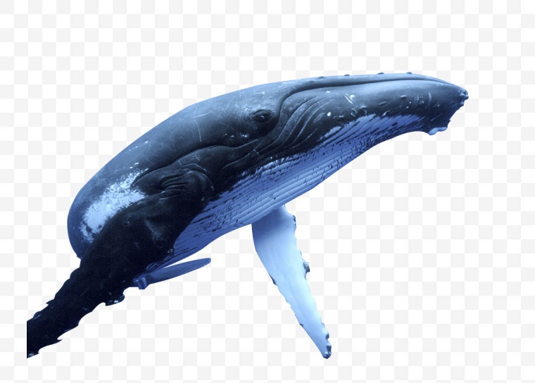 鲸鱼 海洋 鲸 