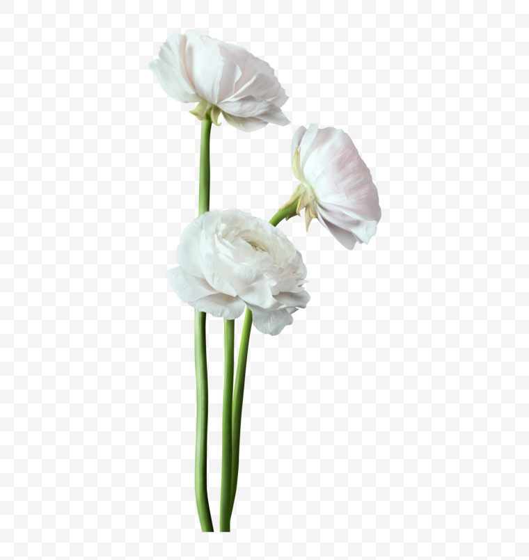 白色的花 花 