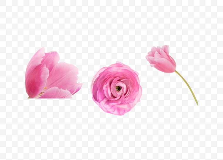 粉色的花 花 花朵 唯美 浪漫 