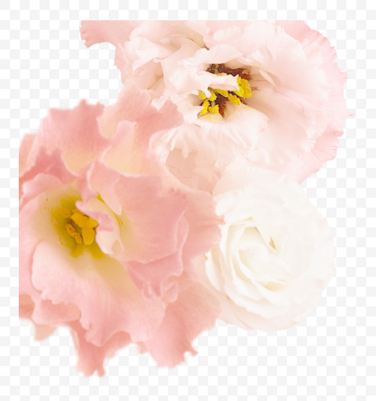 粉色的花 花 花朵 唯美 浪漫 