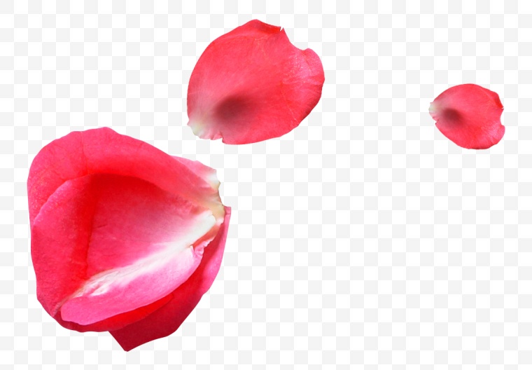 红色花瓣 花瓣 情人节 七夕情人节 