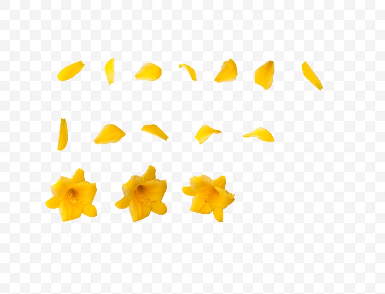 黄色花瓣 花瓣 花 