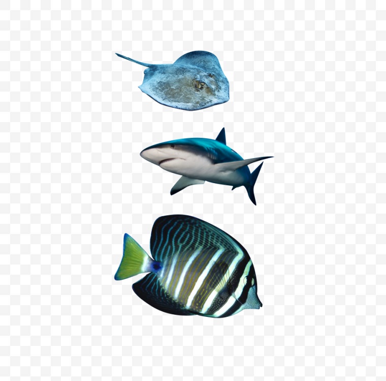 鱼群 鱼 一群鱼 海底 海里的鱼 