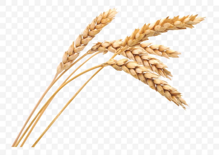 小麦 麦子 农业 丰收 现代农业 