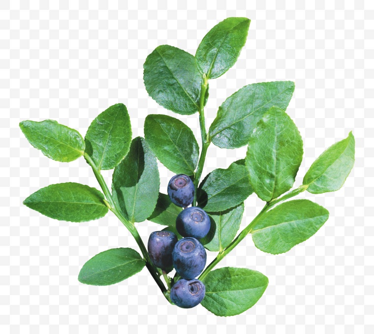蓝莓 水果 蓝莓png 