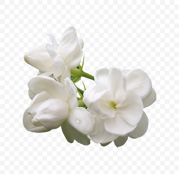 茉莉花 茉莉 花 白色的花 白花 小清新花 