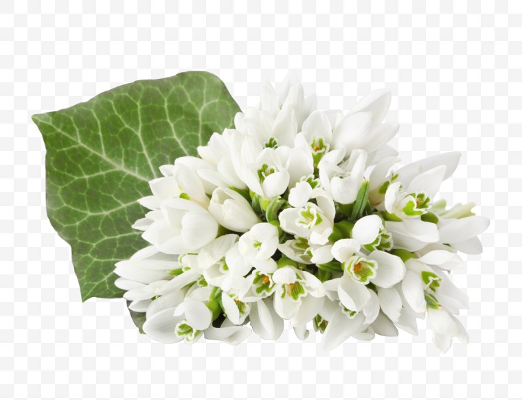 茉莉花 茉莉 花 白色的花 白花 小清新花 