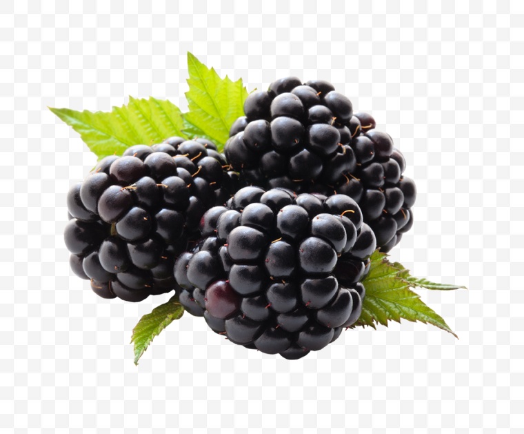 黑莓 水果 