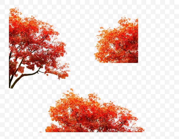 秋天树叶 秋天叶子 秋天 树叶 秋季 黄色的树叶 秋 中秋节 