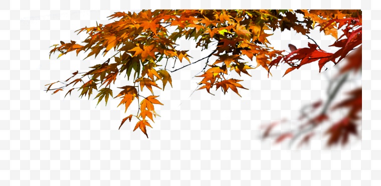 秋天树叶 秋天叶子 秋天 树叶 秋季 黄色的树叶 秋 中秋节 前景 