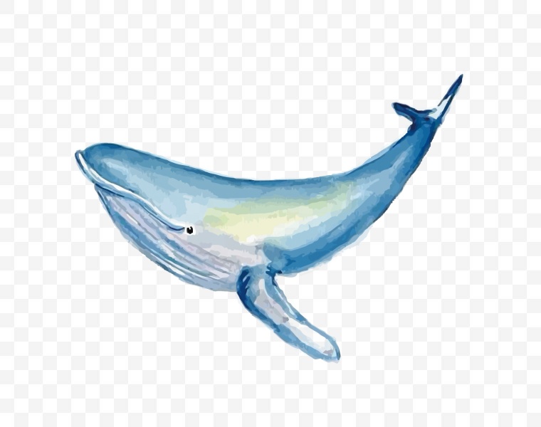 手绘鲸鱼 卡通鲸鱼 鲸鱼 鲸 海洋生物 