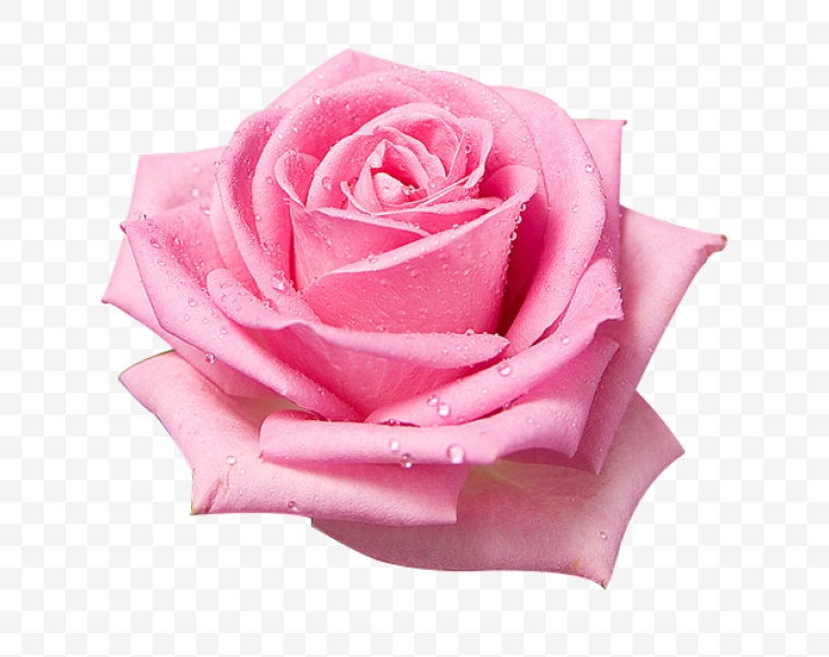 粉色玫瑰花 粉玫瑰 玫瑰花 花 粉色的花 情人节 爱情 浪漫 七夕情人节 