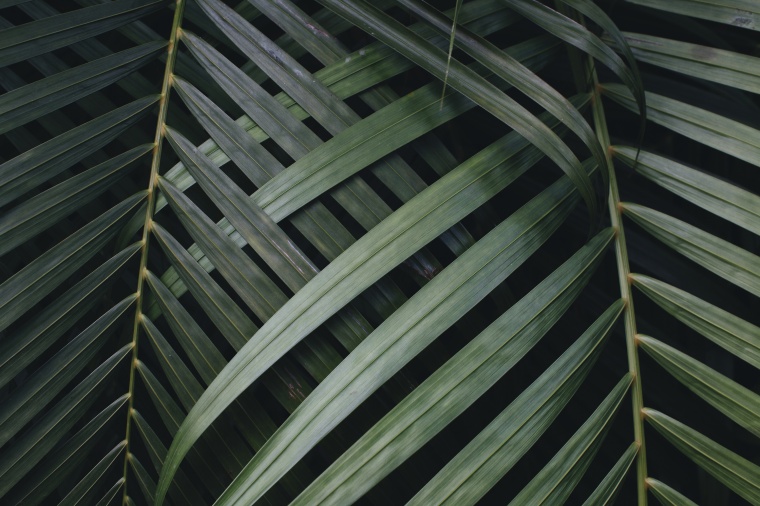 植物叶子 叶子 