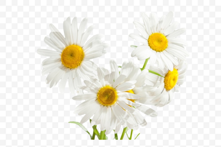 白色的花 白花 花 菊花 白菊花 