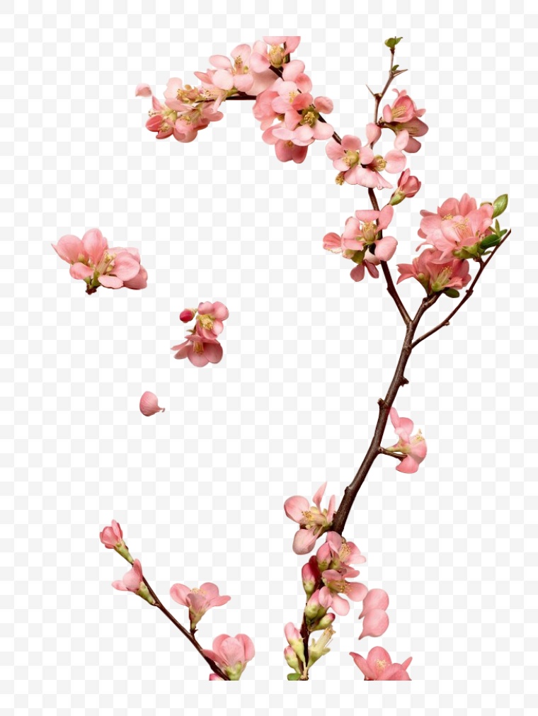 粉色的花 粉花 花 树枝 化妆品 彩妆 美妆 小清新 漂亮的花 美丽的花 