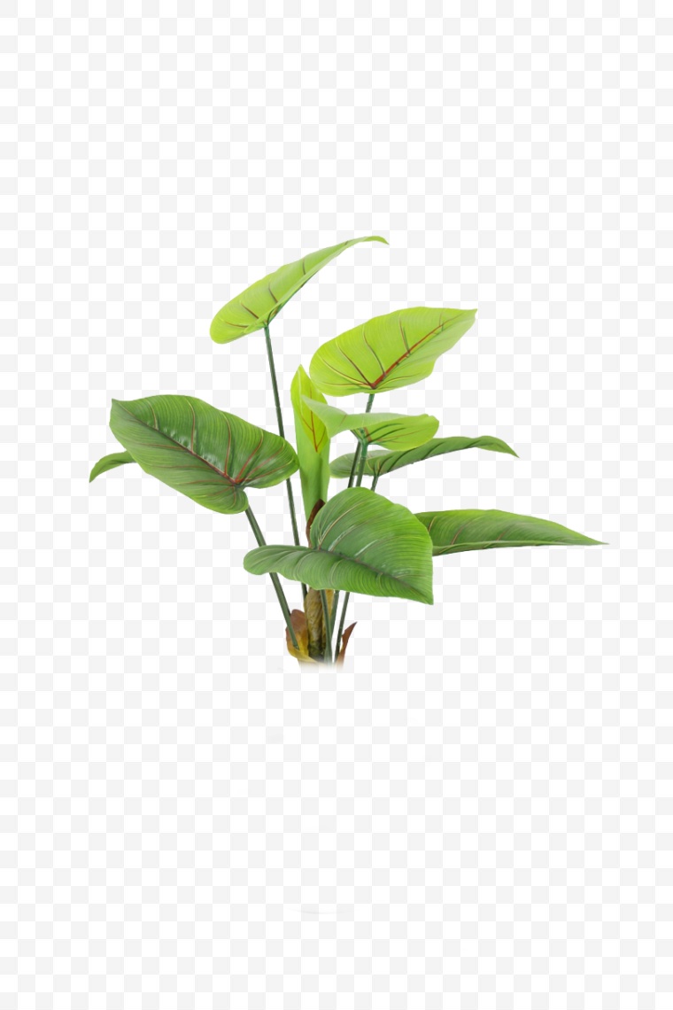 绿植 植物 绿色植物 绿色盆栽 自然元素 