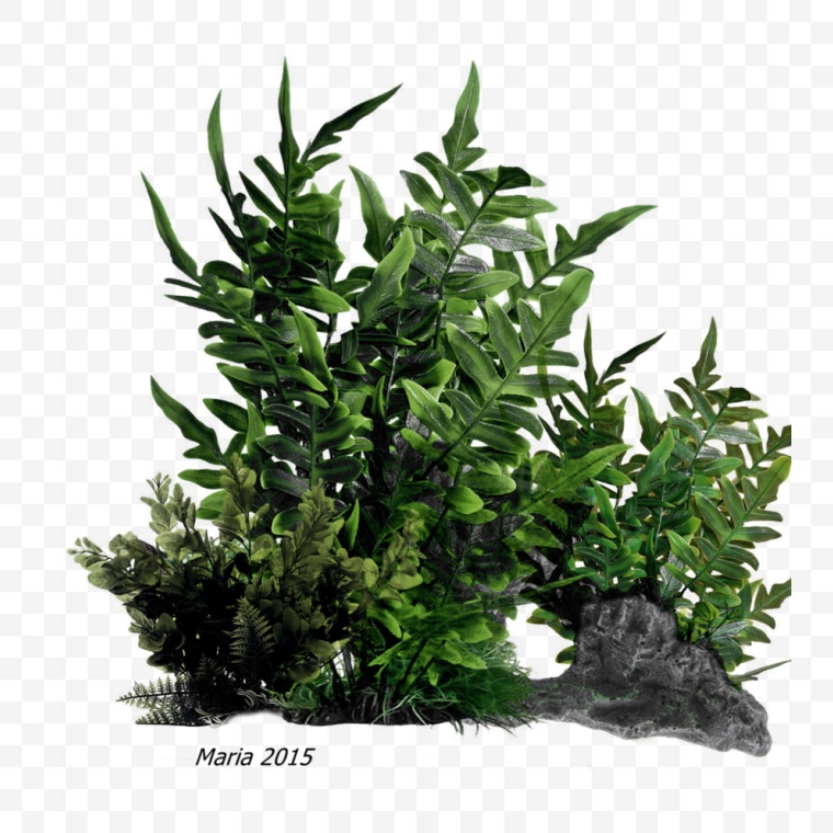 绿植 植物 绿色植物 绿色盆栽 自然元素 